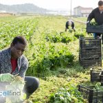 Cellfind Empowering Small-Scale Farmers Through Accessible Mobile Technology